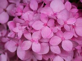 Close up pink Hydrangea flower. photo