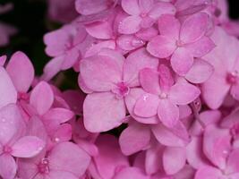 Close up pink Hydrangea flower. photo
