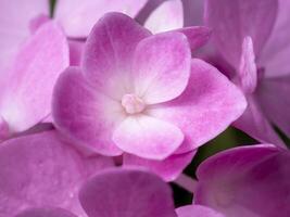 Macro image, Close up pink Hydrangea flower. photo