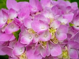Macro image, Close up pink Hydrangea flower. photo
