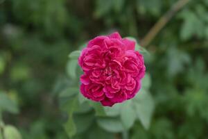 Close up deep pink Damask Rose flower Rosa damascena with blur background. photo