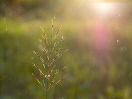 Close up of gold beard grass with light and floating dust. photo