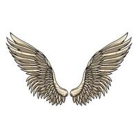 Enhanced angel wings details for graphic resources. eps 10 vector