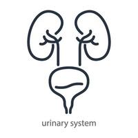 Urinary system of human. Line icon symbol of a urology clinic. illustration isolated on white background vector