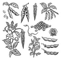 Soybean set with pods, sprouts and stems. illustration sketch, strokes vector