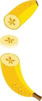 Fresh banana cut in half vector