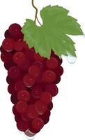Bunch of red grapes with raindrops illustration vector