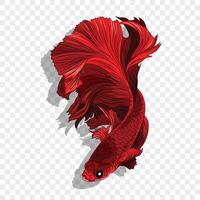 Colorful Beta fish. colored beta fish illustration. Aquarium betta fish with huge fins. vector