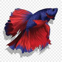 Colorful Beta fish. colored beta fish illustration. Aquarium betta fish with huge fins. vector