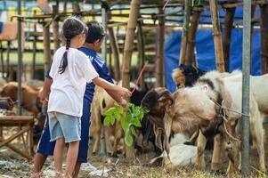 two boys and a girl are having fun feeding goats at a farm or market for sacrificial animals for the Eid al-Fitr holiday photo