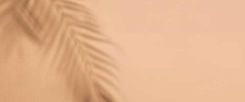 Top-Down View of Palm Tree Leaf Shadows on Neutral Background. Minimalist Tropical Banner Concept. photo