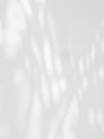 Minimalist Composition, Palm Leaf Shadows on White Concrete Wall photo