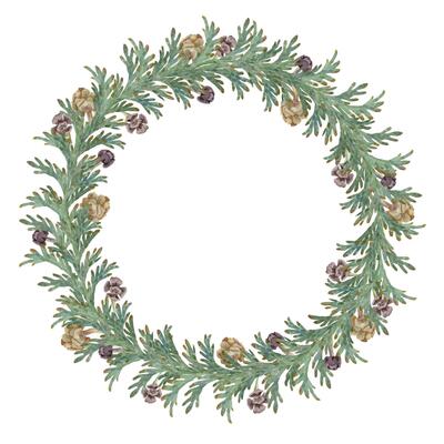 Juniper thuja conifer branches with cones. Watercolor hand drawn illustration, wreath chaplet crown frame isolated on white. Xmas cards, happy new year festive, noel navidad. Florist wedding gifts