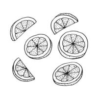 Set of lemon slices. Hand drawn illustration in outline style. vector