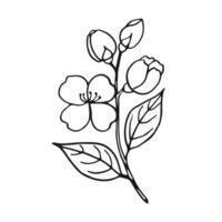 Flower of jasmine. Hand drawn illustration in outline style. vector