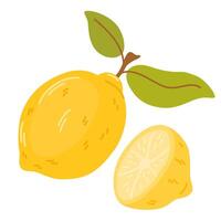 Whole fruit and half of fresh sour lemon. Composition of yellow citruses with peel and leaves. Flat illustration of exotic tropical fragrant food isolated on white background vector
