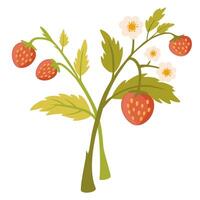 Wild strawberry branch. Forest fruit plant with fresh ripe berries, blooming flower and leaf. Botanical drawing of Fragaria. Flat hand-drawn illustration isolated on white background vector