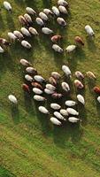 Herd of animals on field. Motion of fluffy farm sheep on a green meadow. White and brown sheep walking on field. Top aerial view. video