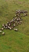 Herd of sheep moving. Flock of sheep on a meadow. Group of domestic animals on field. Aerial view. Livestock concept. video