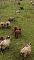 Funny fat sheep walking on a meadow. Farm livestock on pasture. Herding domestic animals on field. View from above. video