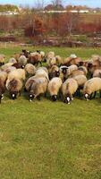 Grazing sheep. Herd of farm animals feeding on a meadow on nature background. Flock of beautiful sheep on field. video
