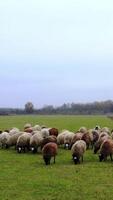 Sheep grazing in late autumn. Herding sheep in a field. Group of woolly white and brown animals on nature landscape. video