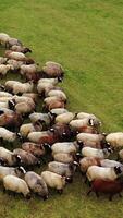 Sheep in herd feeding on grass in green field. Group of beautiful woolly animals on pasture. View from above. Circling shot. video