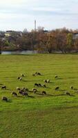 Pasture of domestic animals. Herd of sheep on field on beautiful nature background. Farm sheep grazing near the countryside. Aerial view. video