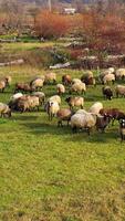 Flock of sheep on pasture. Herding farm animals in early spring. Sheep grazing in countryside. Drone view. video