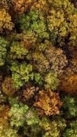 Deciduous top trees background. Colorful landscape of autumn forest. Beautiful nature in fall time. Top aerial view. video