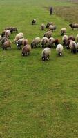 Flock of sheep walking on pasture. Beautiful brown and white sheep grazing on field. Herding livestock. video