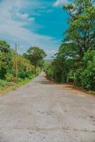 An empty road surrounded by vegetation. Small path surrounded by trees and vegetation photo