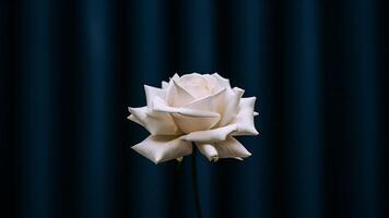 a single white rose is in front of a blue curtain photo