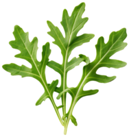 Rocket, Eruca, and arugula - bunch of Arugula isolated illustrations on a transparent background png