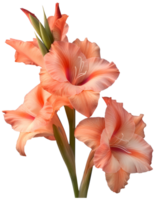 Sword lily illustration - Gladiolus Flower isolated on a transparent background png