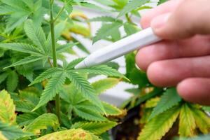 Hand of scientist holding a pen checking and analyzing marijuana plants or cannabis leaves that have problems with leaf wilt and blight. Disease problems in plants or cannabis. photo