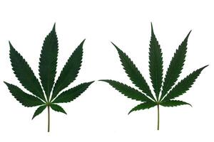 Two different beautiful cannabis leaves in a marijuana leaf in set isolated on white background 2024. Pattern of cannabis young leaves and old leaves texture. photo