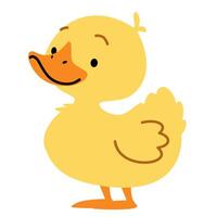 Flat illustration in children's style. Cute duckling on white background vector
