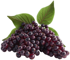 Sambucus fruit illustration - Raw Elderberry fruit wtih leaf isolated on a transparent background png