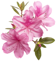 Rhododendron illustration - Azalea Flower isolated on a transparent background png