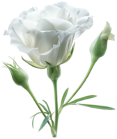 Prairie gentian illustration - lisianthus Flower isolated on a transparent background png
