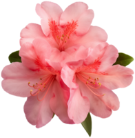 Rhododendron illustration - Azalea Flower isolated on a transparent background png