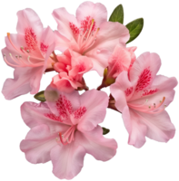 Rhododendron illustration - Azalea Flower isolated on a transparent background png