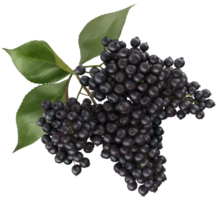 Sambucus fruit illustration - Raw Elderberry fruit wtih leaf isolated on a transparent background png