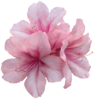 Rhododendron illustration - Azalea Flower isolated on a transparent background png