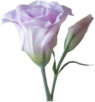 Prairie gentian illustration - lisianthus Flower isolated on a transparent background png
