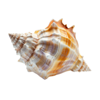 A pristine conch shell, isolated on a transparent background png