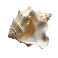 A pristine conch shell, isolated on a transparent background png