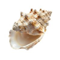 A pristine conch shell, isolated on a transparent background png