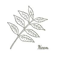 Neem tree twig with leaves, Botanical illustration isolated on white. Cosmetic, and Ayurvedic tree. vector